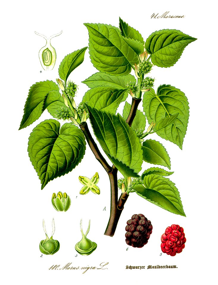 Illustration Morus nigra0a
