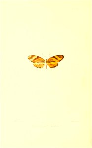 Illustrations of Diurnal Lepidoptera (Weeks) v. II, pl. 1 Eresia klagesii