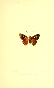 Illustrations of Diurnal Lepidoptera (Weeks) v. II, pl. 20 Carystus benchos