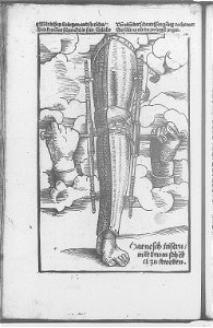 Illustrations in Feldtbuch der Wundartzney(BNF) 010