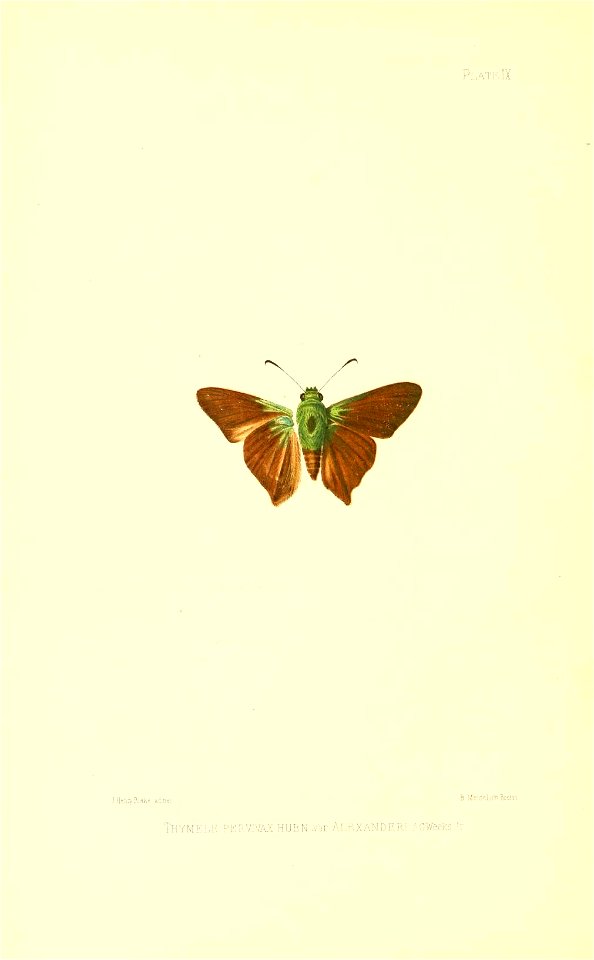 Illustrations of Diurnal Lepidoptera (Weeks) v. II, pl. 9 Thymele pervivax var. alexanderi