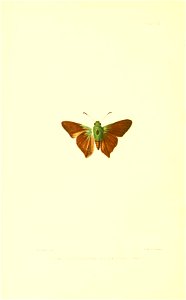 Illustrations of Diurnal Lepidoptera (Weeks) v. II, pl. 9 Thymele pervivax var. alexanderi