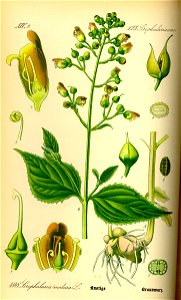 Illustration Scrophularia nodosa0