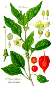 Illustration Physalis alkekengi0 clean