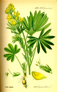 Illustration Lupinus luteus0