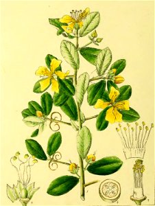 Illustrations of Indian Botany, Vol. 1 (page 178 crop)