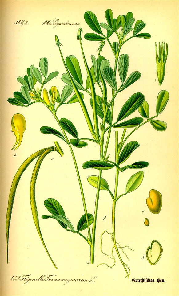 Illustration Trigonella foenum-graecum0