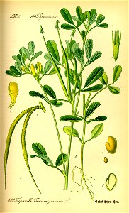 Illustration Trigonella foenum-graecum0