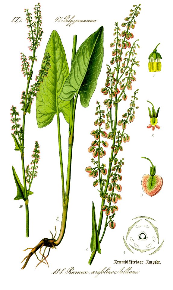 Illustration Rumex arifolius0 clean