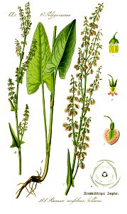 Illustration Rumex arifolius0 clean