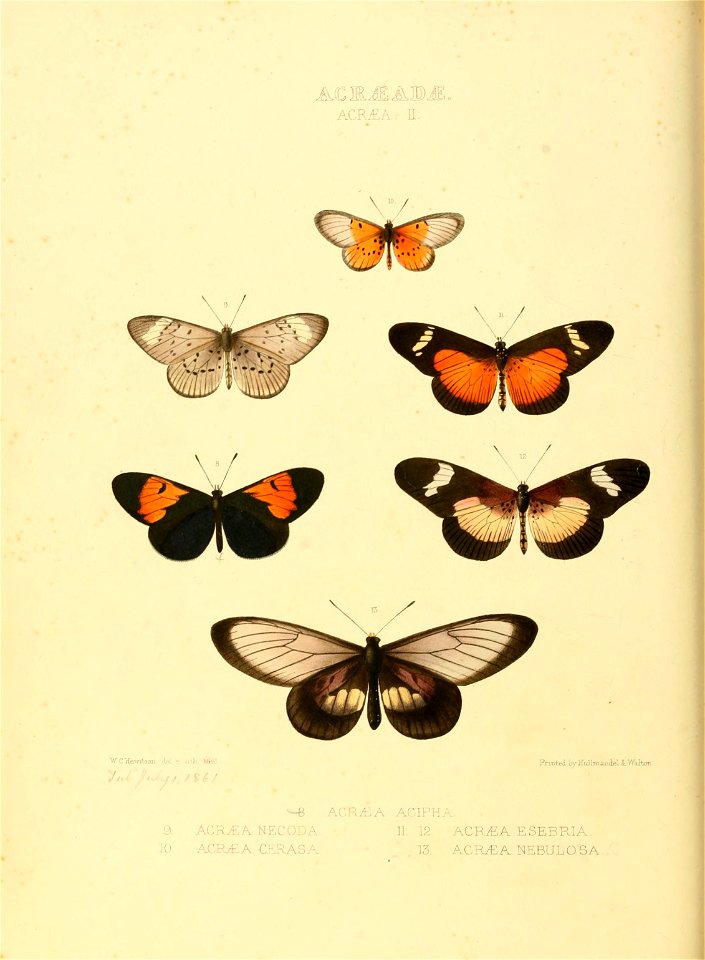 Illustrations of new species of exotic butterflies Acræa II