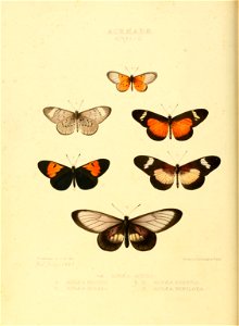 Illustrations of new species of exotic butterflies Acræa II