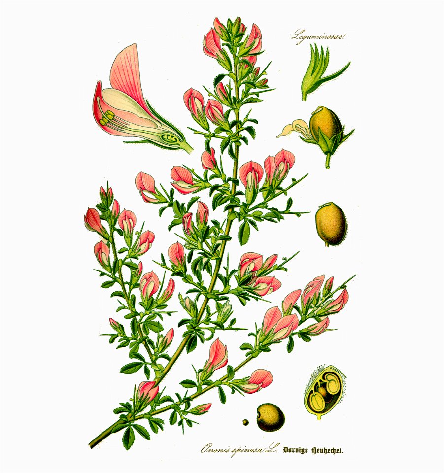 Illustration Ononis spinosa2