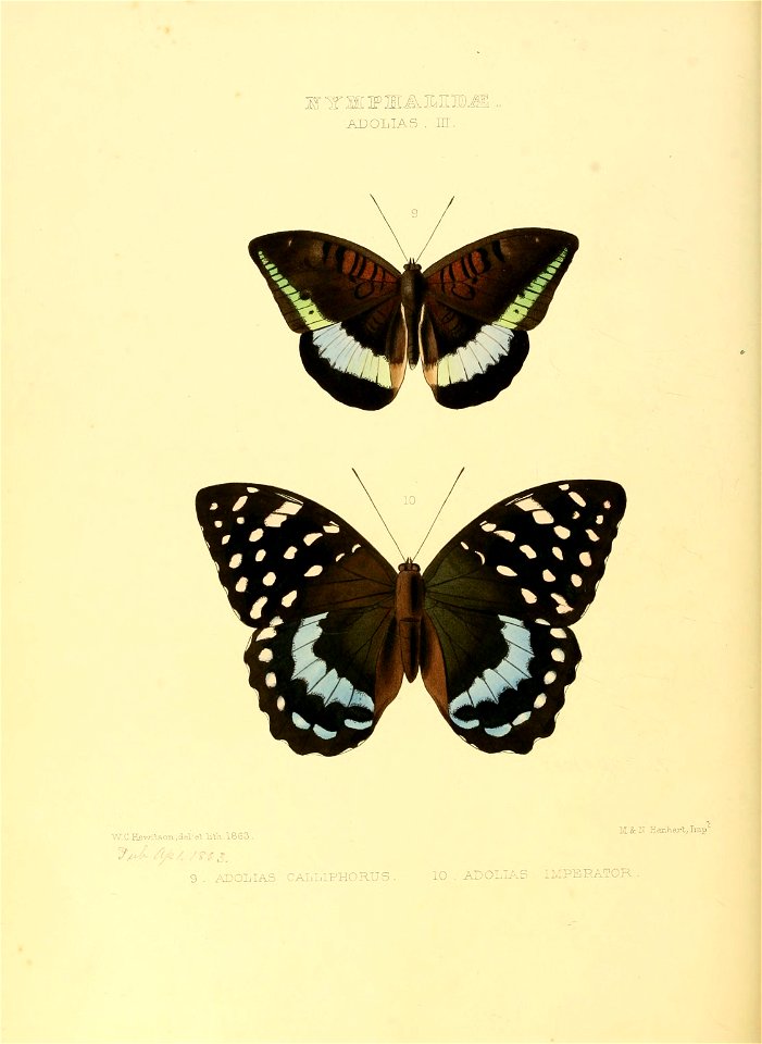 Illustrations of new species of exotic butterflies Adolias III