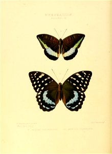 Illustrations of new species of exotic butterflies Adolias III