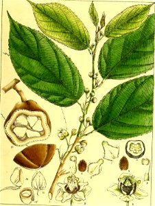 Illustrations of Indian Botany, Vol. 1 (page 99 crop)