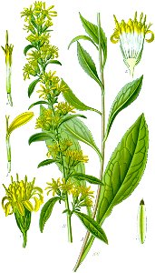 Illustration Solidago virgaurea0 clean no-description
