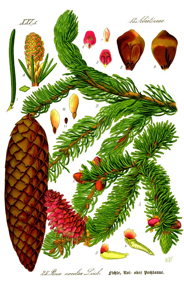 Illustration Picea abies0 clean