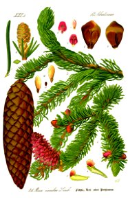 Illustration Picea abies0 clean