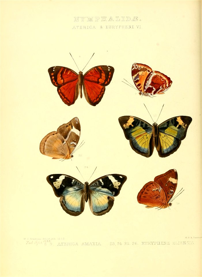 Illustrations of new species of exotic butterflies Aterica & Euryphene VI