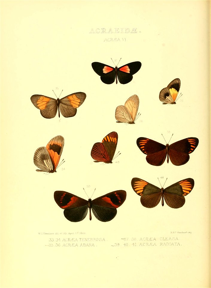 Illustrations of new species of exotic butterflies Acræa VI
