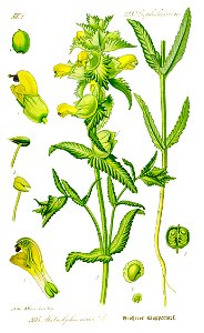 Illustration Rhinanthus serotinus0