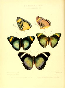 Illustrations of new species of exotic butterflies Romalæosoma IV