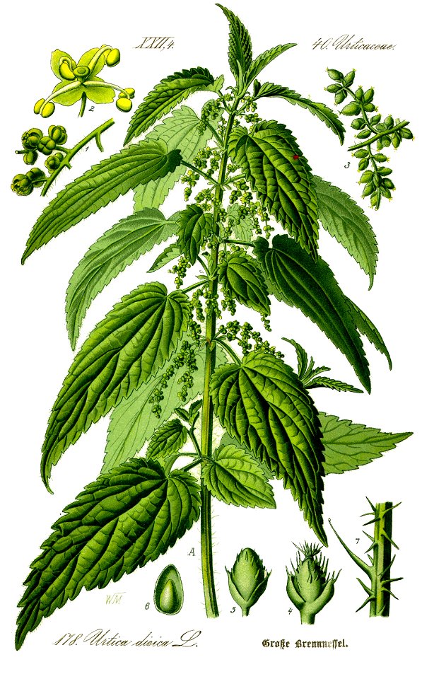 Illustration Urtica dioica0 clean