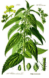 Illustration Urtica dioica0 clean