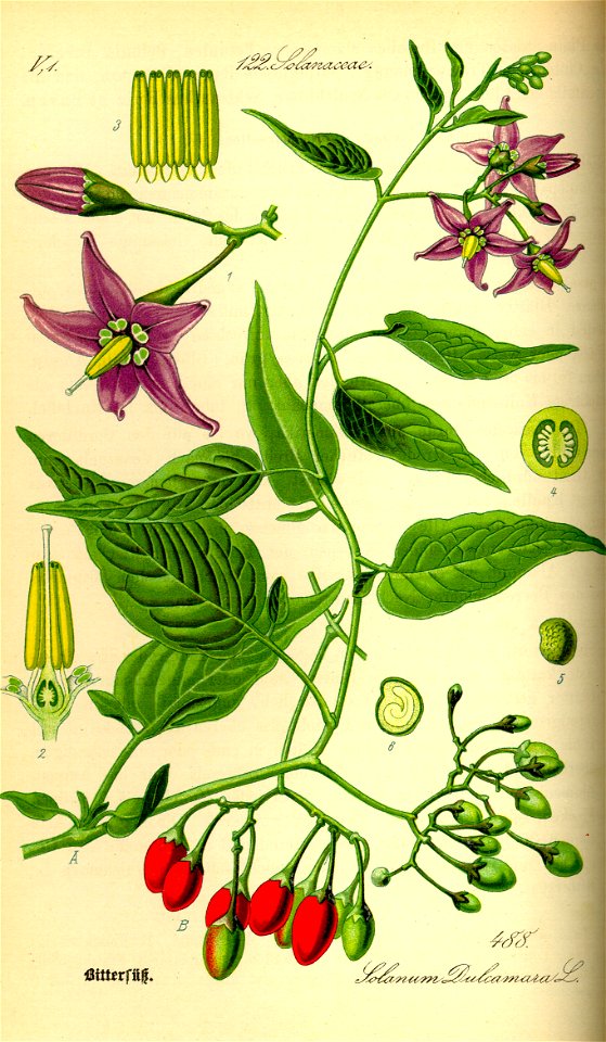 Illustration Solanum dulcamara0