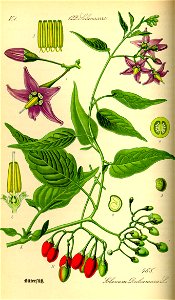 Illustration Solanum dulcamara0