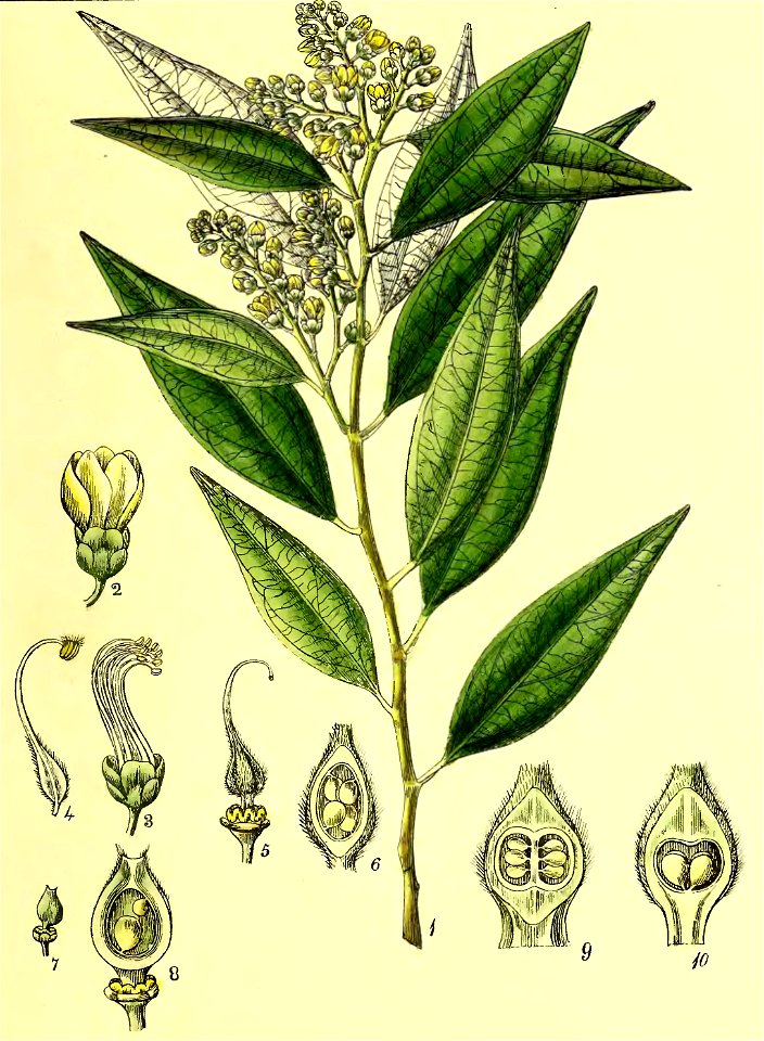 Illustrations of Indian Botany, Vol. 1 (page 125 crop)