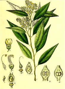 Illustrations of Indian Botany, Vol. 1 (page 125 crop)
