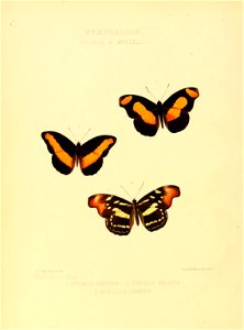 Illustrations of new species of exotic butterflies Epicalia & Myscelia I
