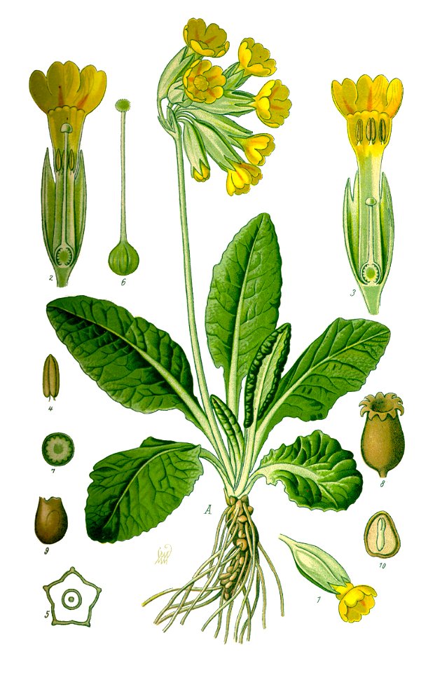 Illustration Primula veris0 clean