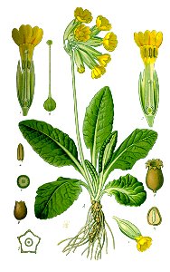 Illustration Primula veris0 clean