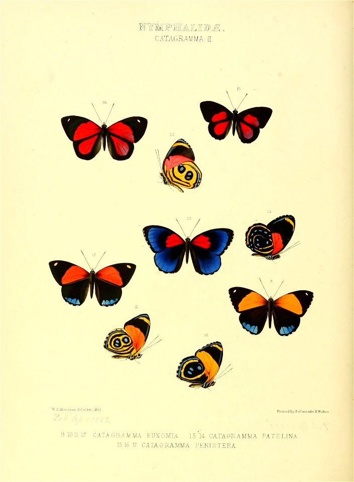 Illustrations of new species of exotic butterflies Catagramma II