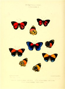 Illustrations of new species of exotic butterflies Catagramma II