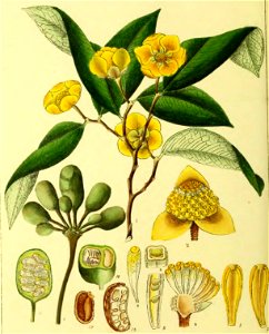Illustrations of Indian Botany, Vol. 1 (page 56 crop)