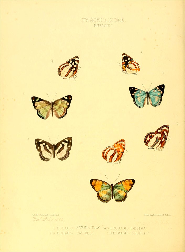 Illustrations of new species of exotic butterflies Eubagis I