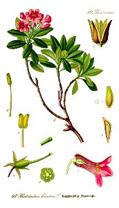 Illustration Rhododendron hirsutum0 clean