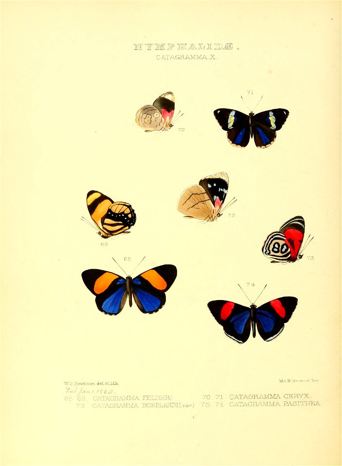 Illustrations of new species of exotic butterflies Catagramma X
