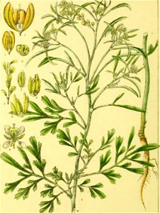 Illustrations of Indian Botany, Vol. 1 (page 86 crop)