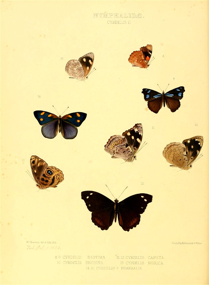 Illustrations of new species of exotic butterflies Cybdelis II