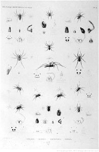 Illustrations de Description de l'Egypte Pl41 - Kopie