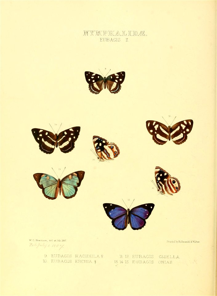 Illustrations of new species of exotic butterflies Eubagis II - Free ...