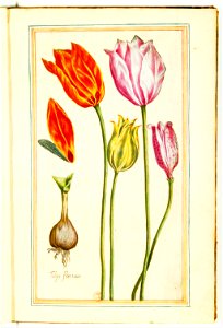 Illustrations de Le Jardin du très chrestien Henry IV.f03