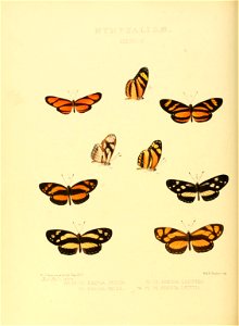 Illustrations of new species of exotic butterflies Eresia IX