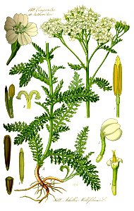 Illustration Achillea millefolium0 clean. Free illustration for personal and commercial use.