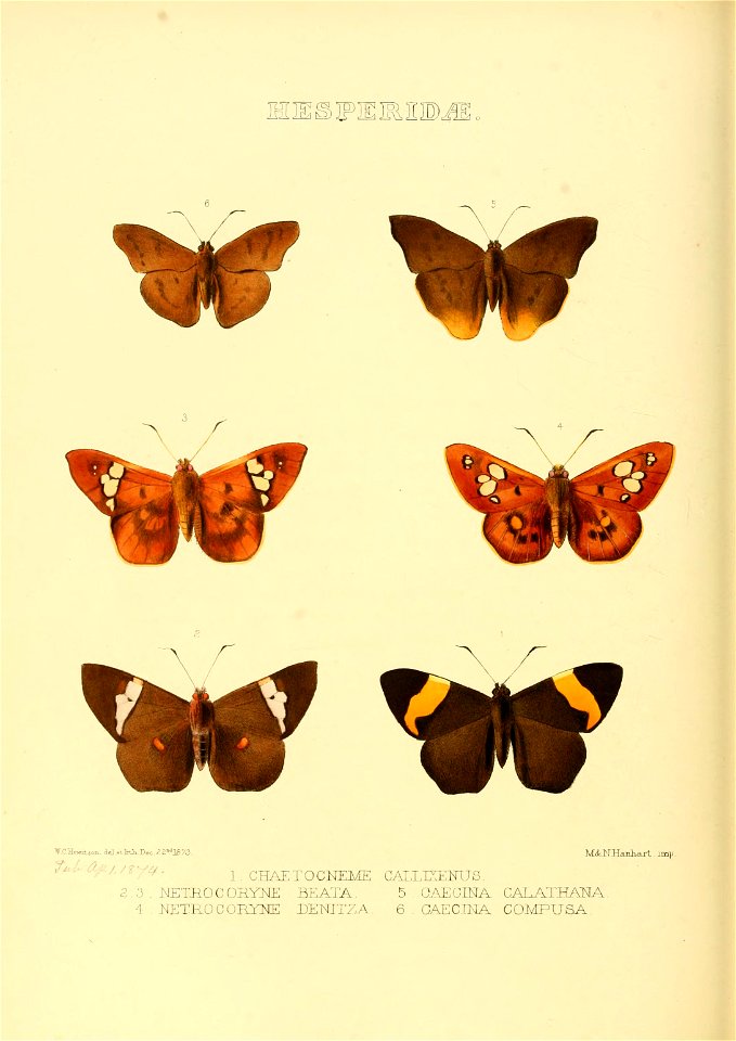 Illustrations of new species of exotic butterflies Chaetocneme &c ...